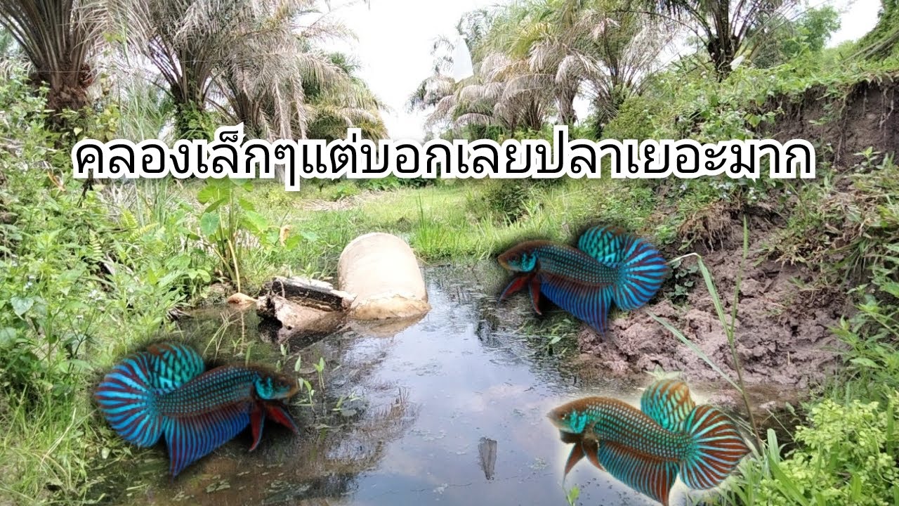 หมายลับพื้นที่ต้องห้าม ปลากัดเยอะมาก #ปลากัดป่า#ว่างอีหลี#ช่องช้อนปลากัด#ปลากัดลูกทุ่ง