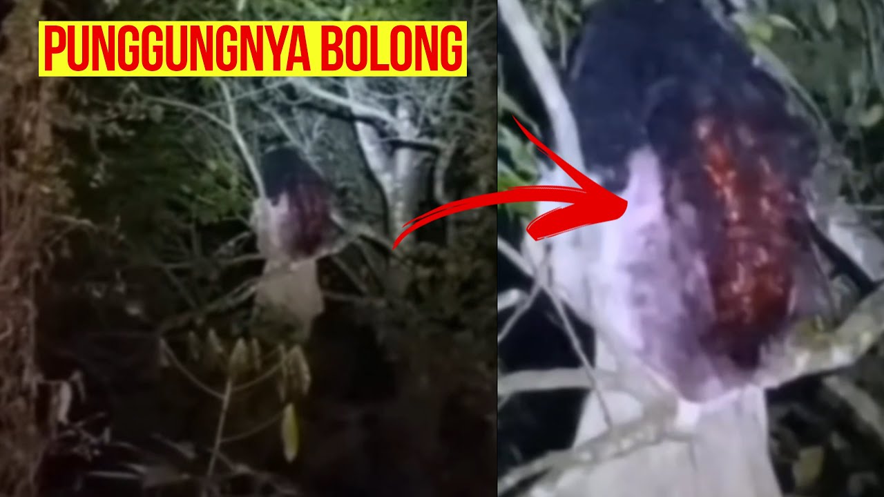 KUAK KEASLIAN SUNDEL BOLONG DI POHON ANGKER YANG VIRAL