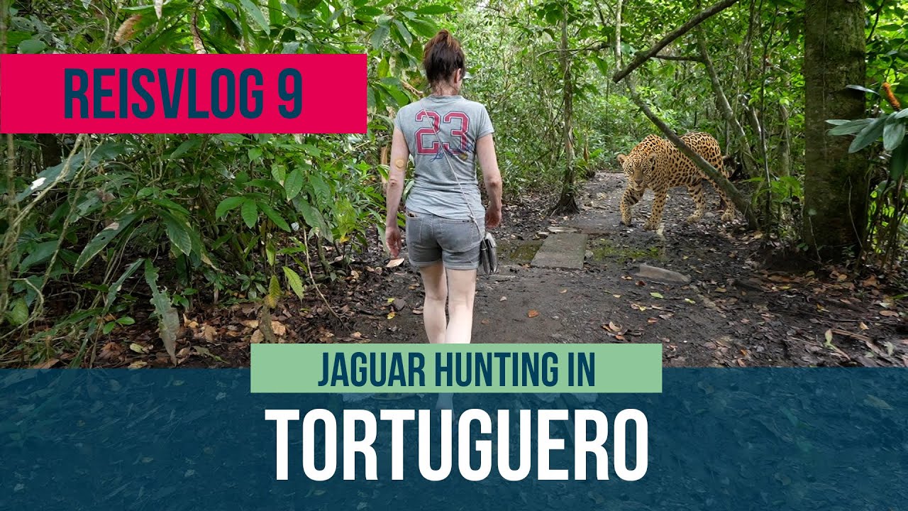 Overleven in de Jungle?: Hoe we een ontmoeting met een Jaguar in Tortuguero overleefden. Reisvlog 9.