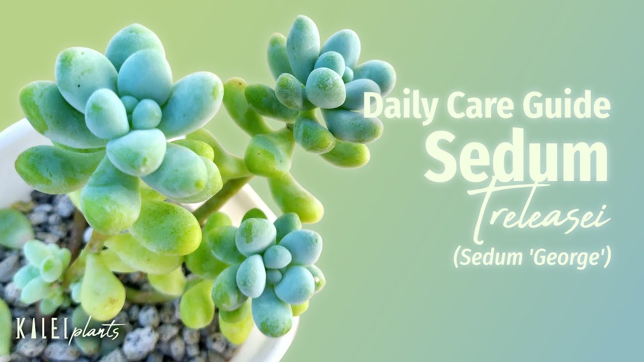 Sedum treleasei 101 (Sedum George/Gorge) - Basic Care Guide, Problems & Propagation