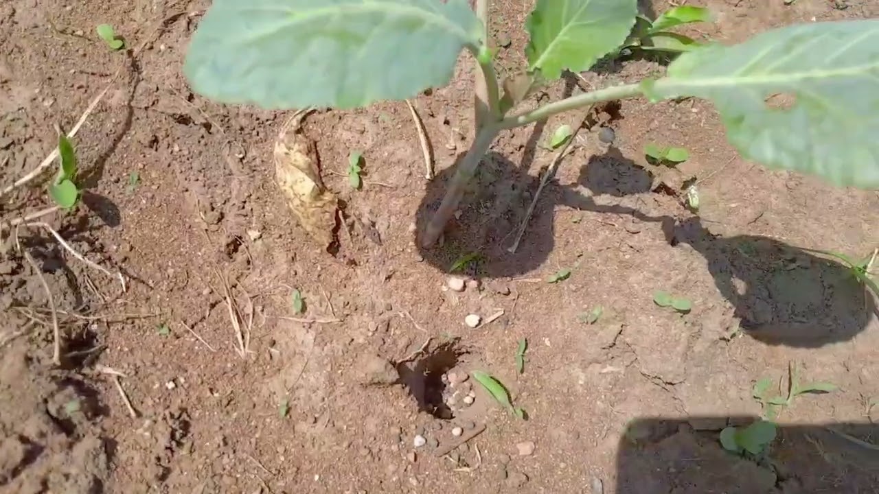 Synthetic Fertilizer Application On Kales & Spinach 