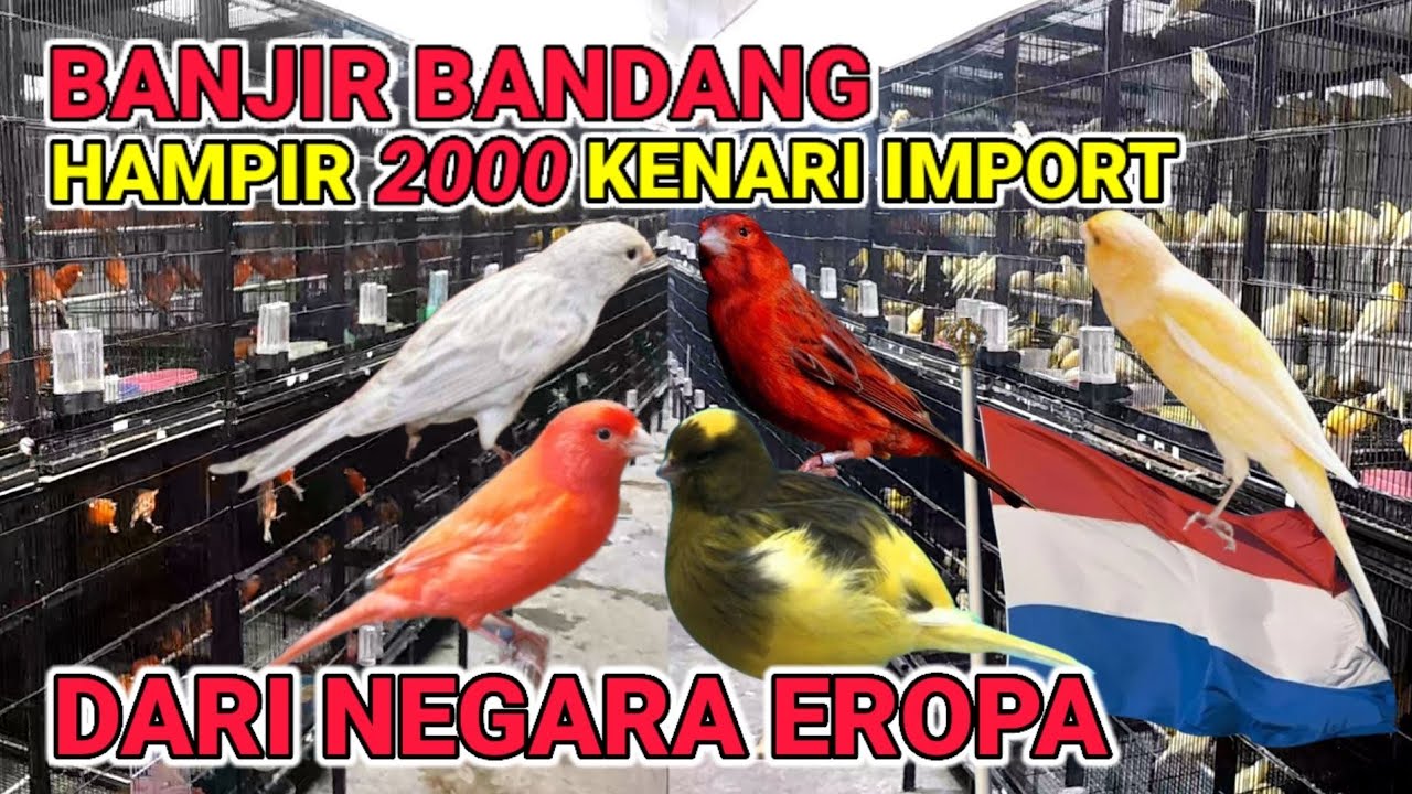 Hampir 2000 KENARI IMPORT DARI EROPA,RING NB #kenari #kenarigacor #kenariyorkshire