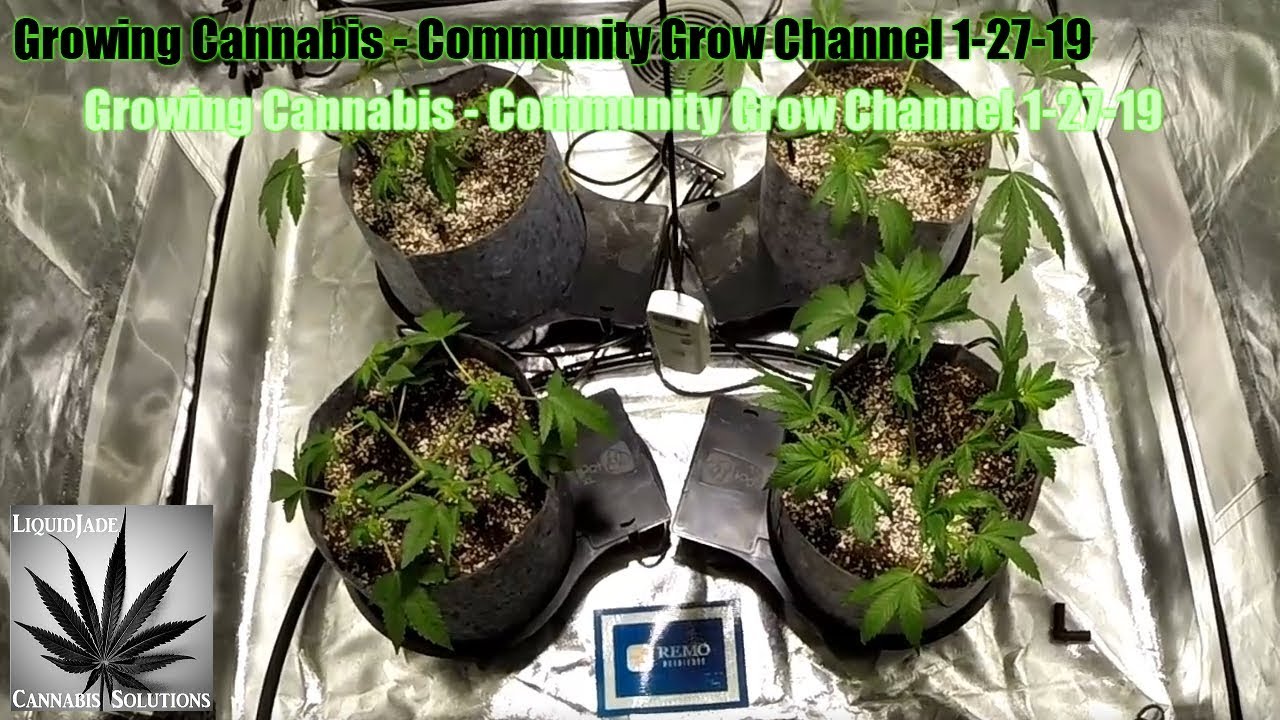 Growing Cannabis  - Community Grow Channel 1/27/19