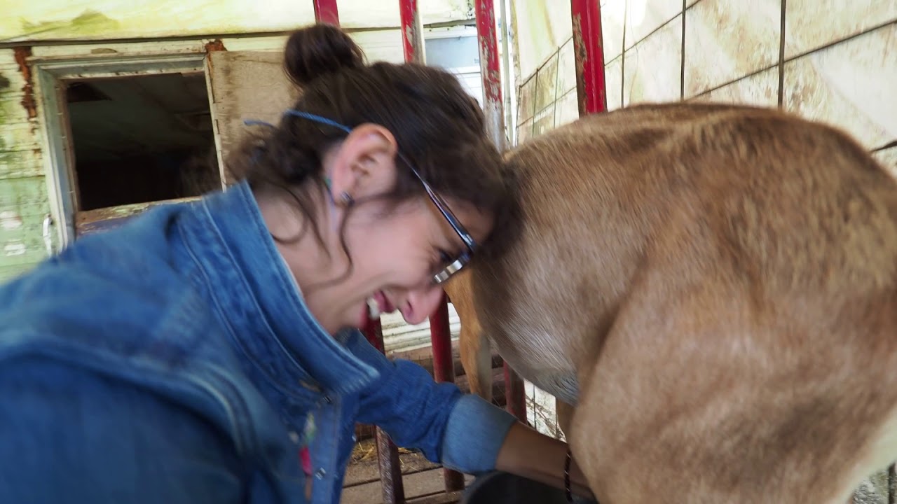 Milking goats
