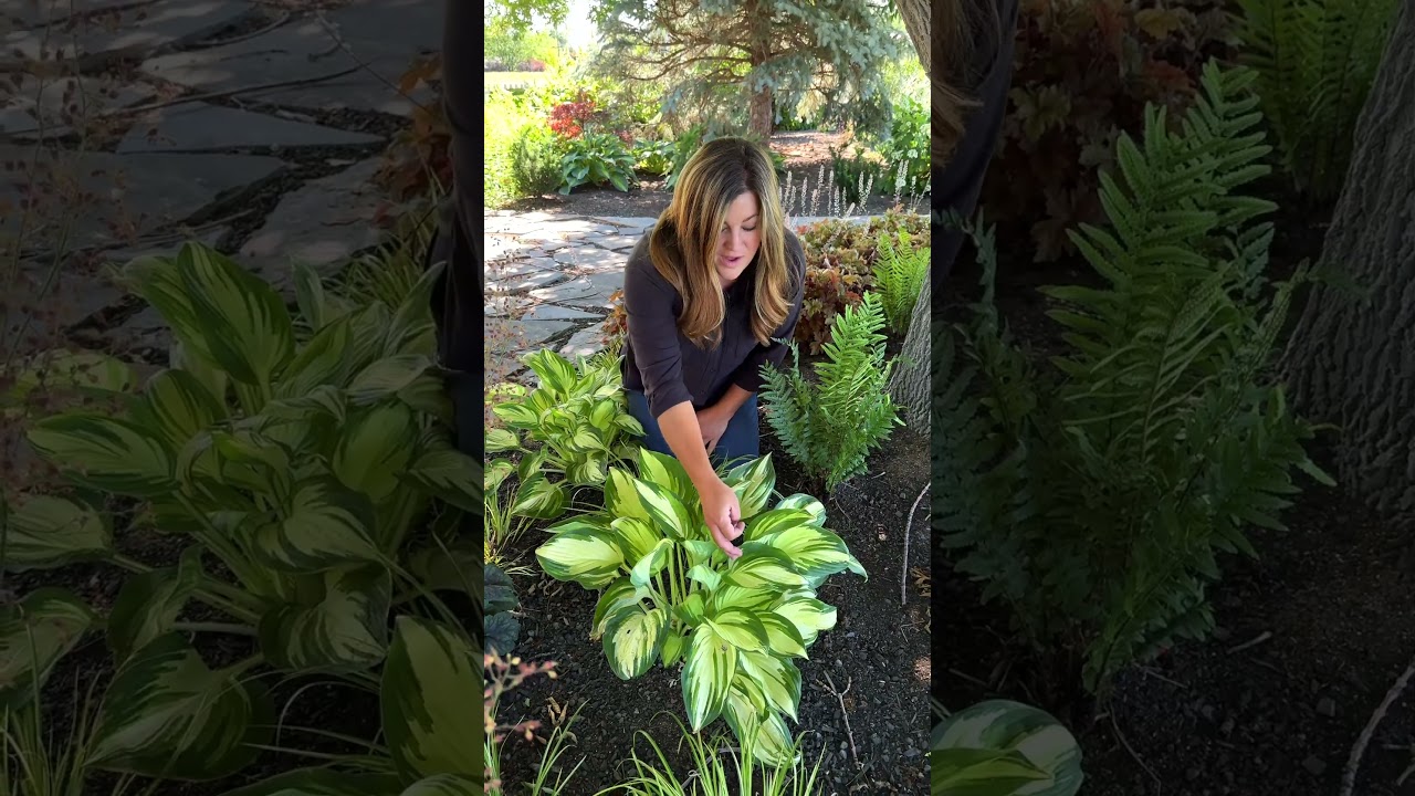 Miss America Hosta &ndash; 2025 Hosta of the Year! Shade Garden Must-Have!