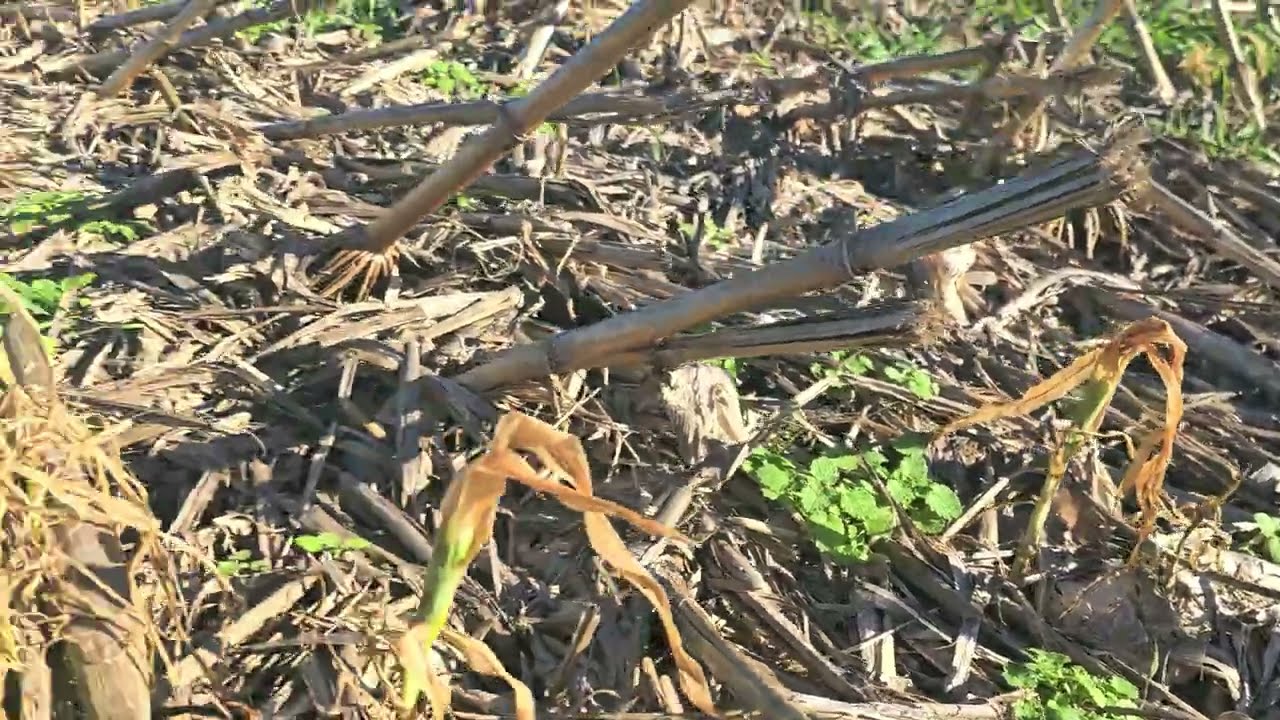 Fungos Micorrizicos mudam de hospedeiro após morte do Milho 🌽🌽🌽