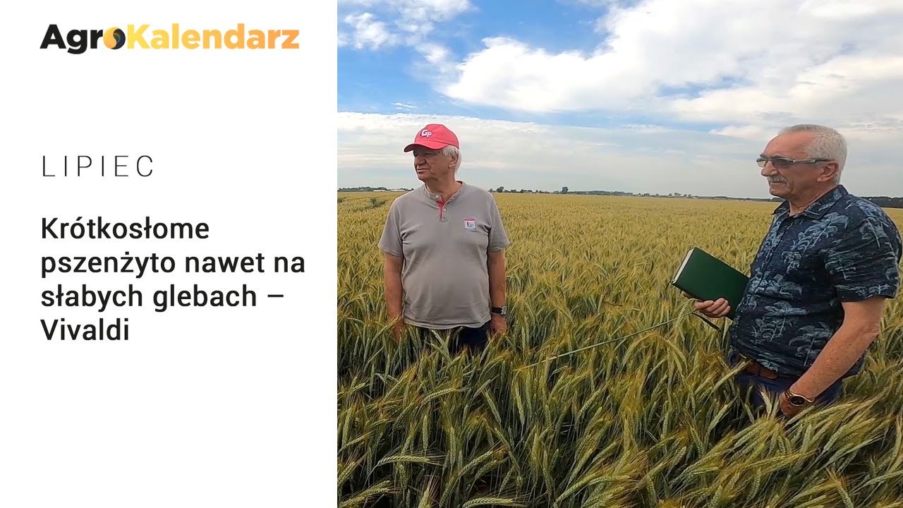 Pszenżyto w lipcu? Jak tak, to tylko z Vivaldi;)