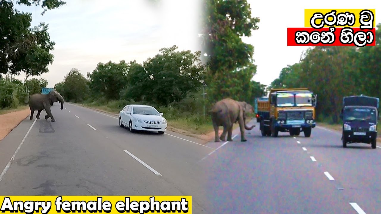 Angry and aggressive female elephant chasing to cars #best #trending #roblox #attack #viral #game
