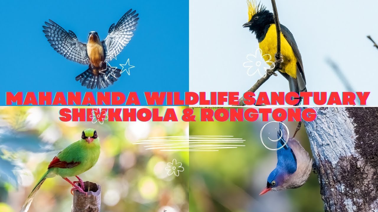 Biridng at  Shivkhola | Birding at Rongtong #mahanandawildlifesanctuary