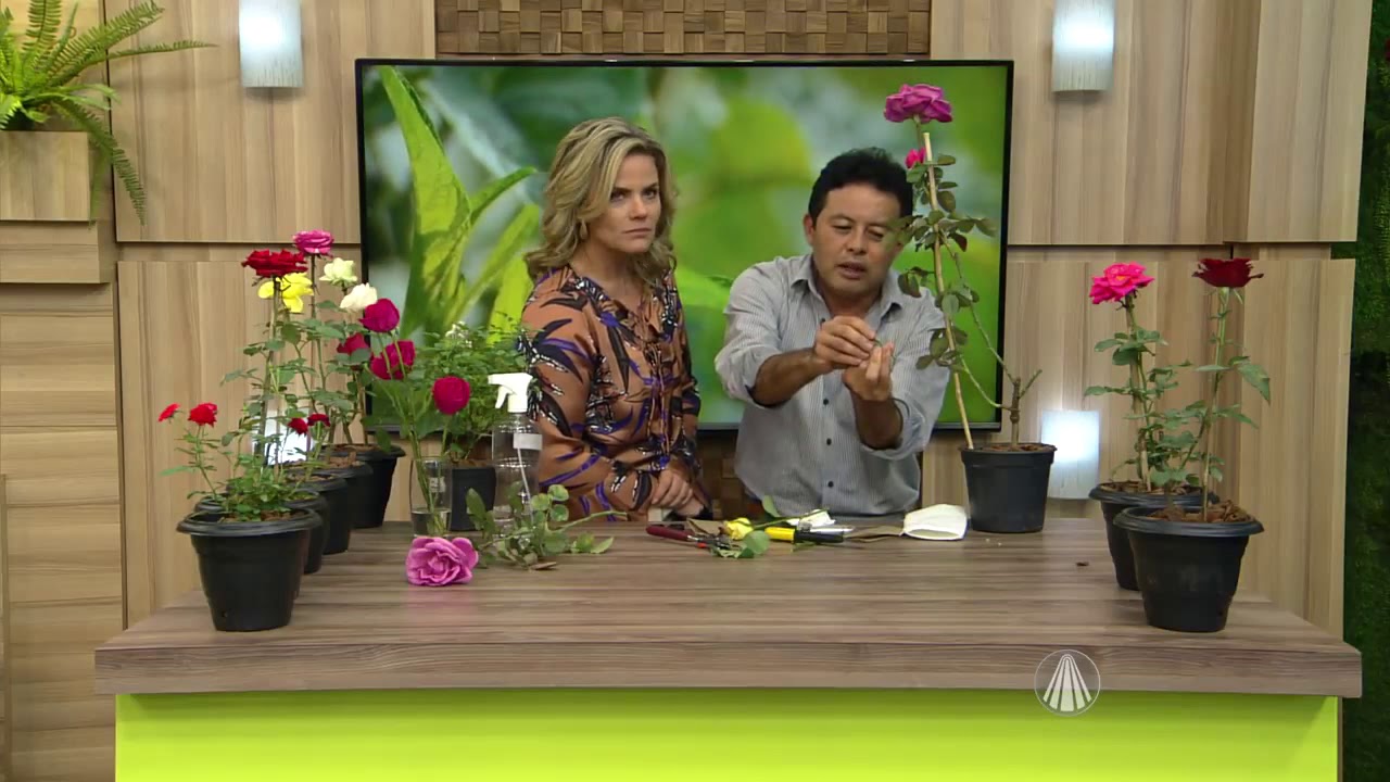 Rosas conheça os diferentes tipos e escolha a que mais lhe agrada!
