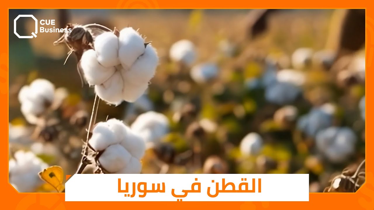 إنتاج القطن يعود إلى الحياة في سوريا!