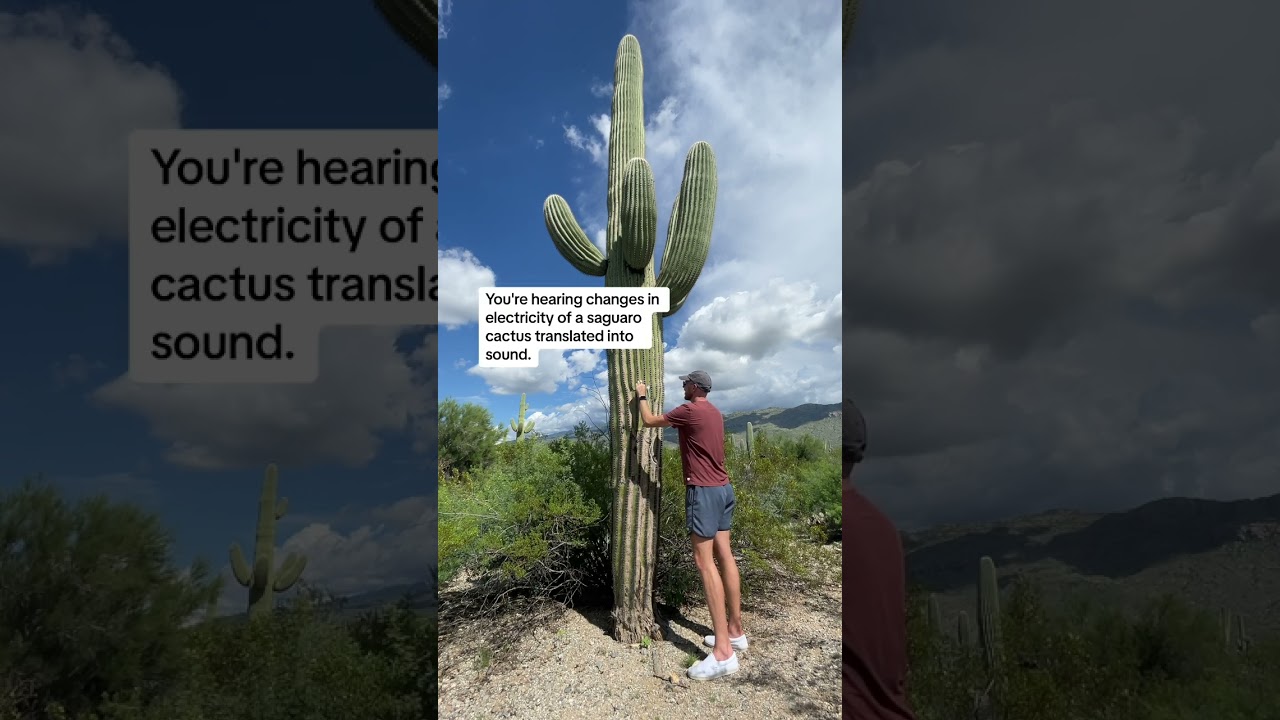 let&rsquo;s listen to a saguaro cactus in Tuscon, Arizona with a PlantWave plant music device
