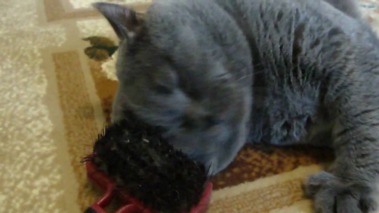BoNzo - Self-service cat (Кот на самообслуживании)