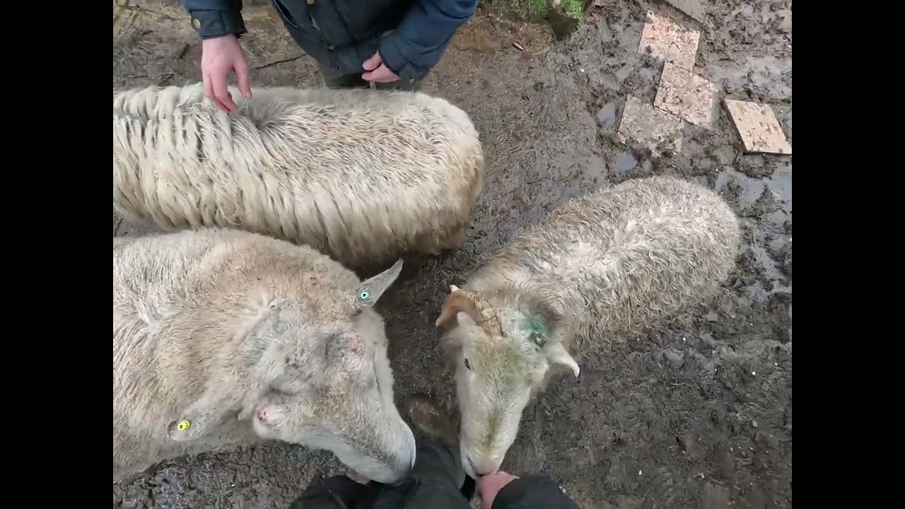 Morning Sheep Time 23 Jan 2026