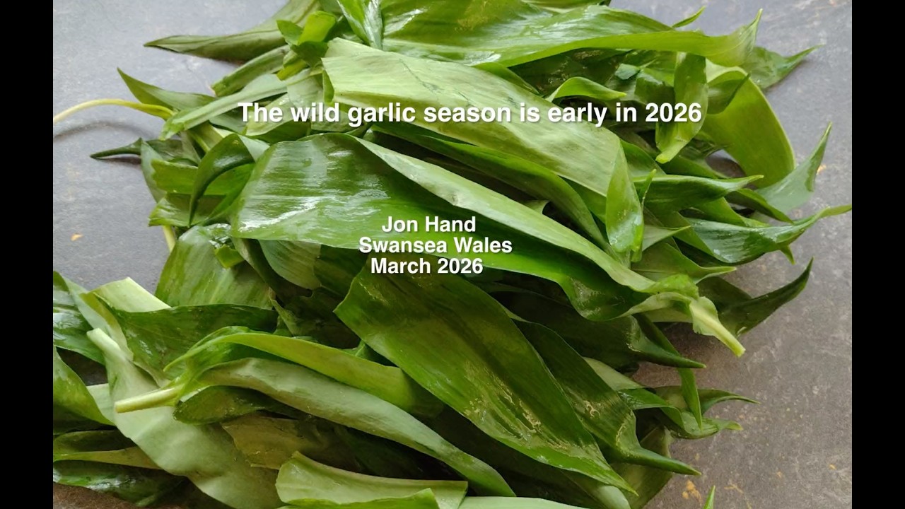 The Wild Garlic season has started early. Watch them grow as a brief respite from an angry world...