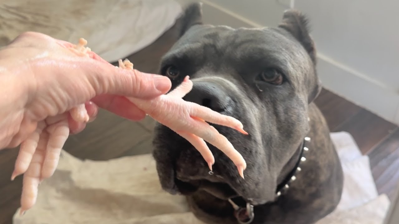 Feeding CANE CORSO & PITBULL a RAW FOOD DIET