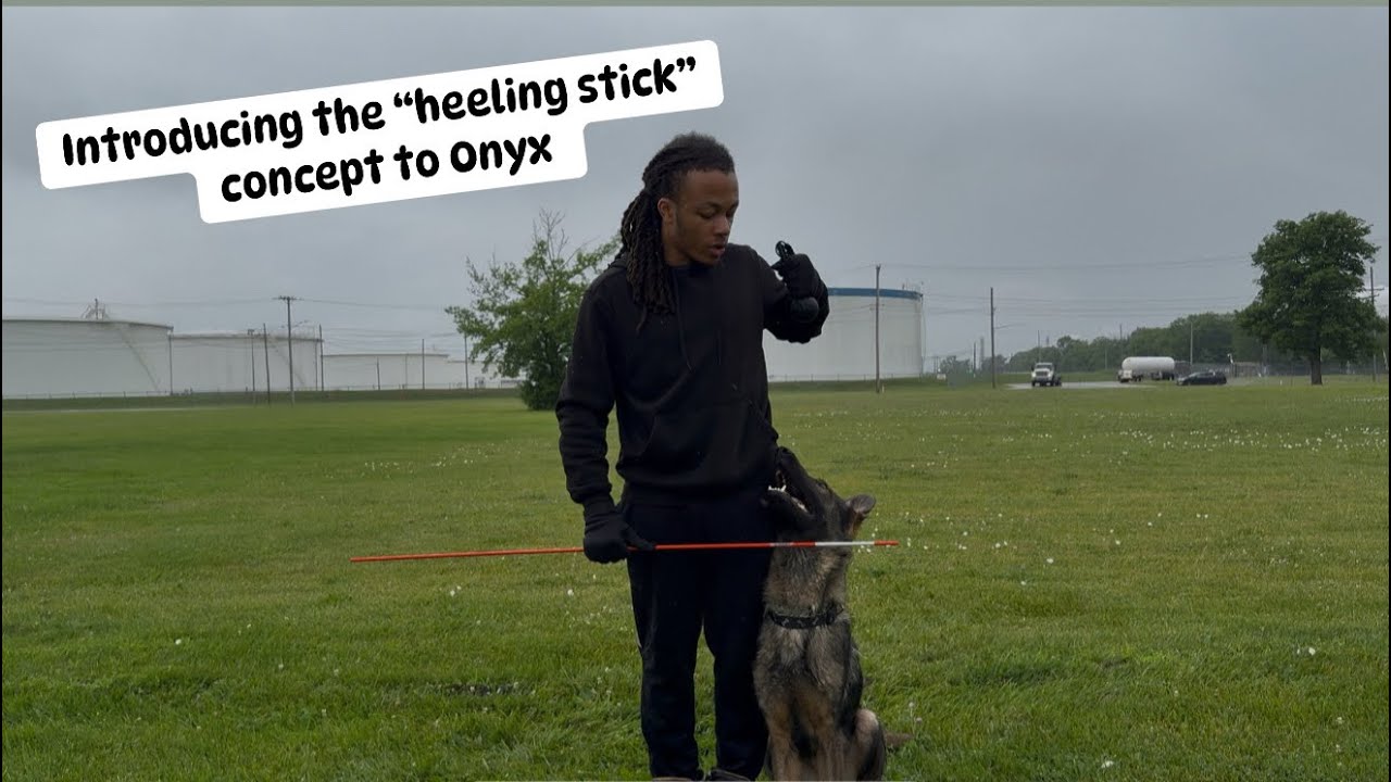 Introducing the heeling stick to my 14 month old working line German shepherd 6/30/25