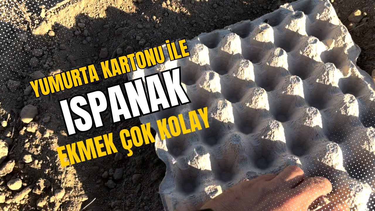 Tohumdan Ispanak Nasıl Ekilir - Ispanak yetiştirmenin püf noktaları