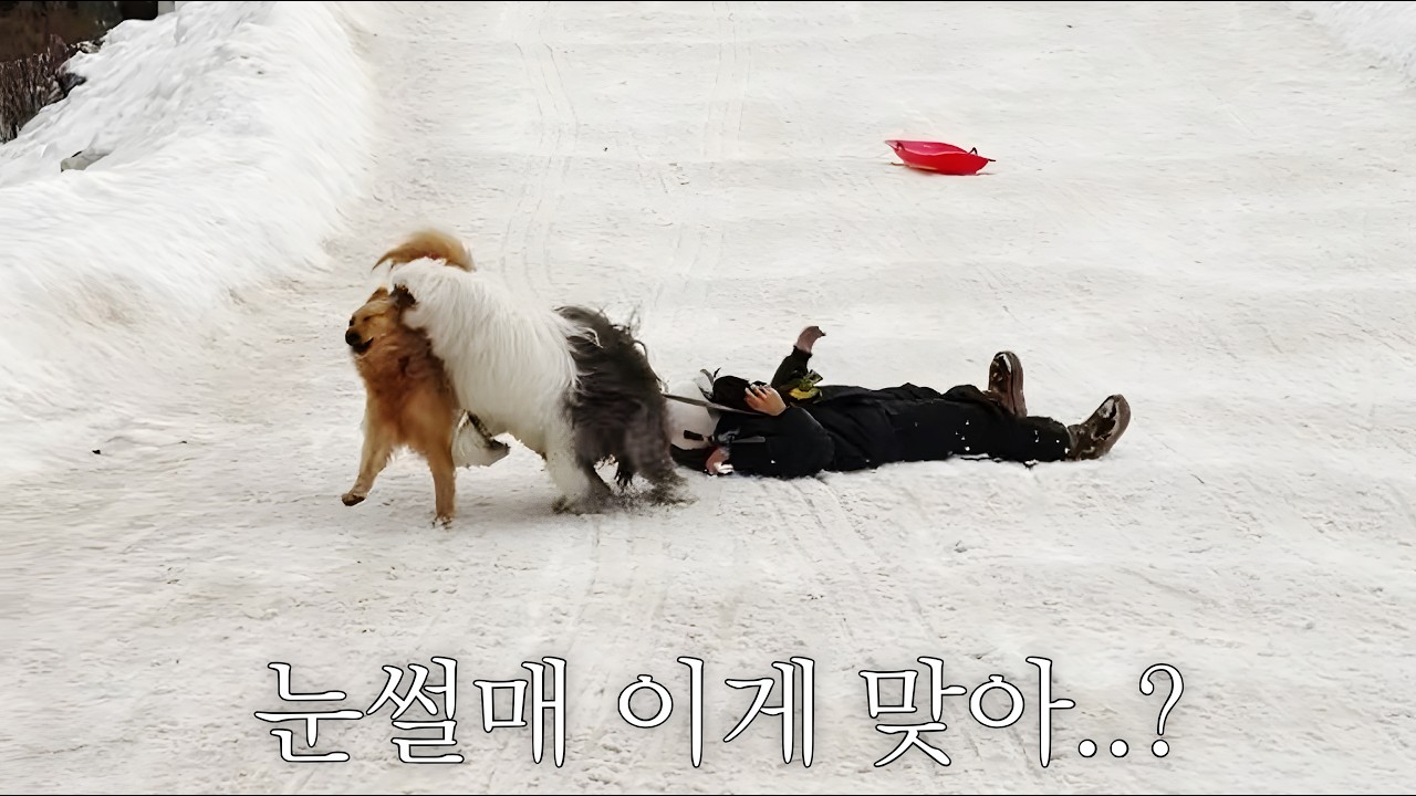 (배꼽주의) 레전드 강아지 데리고 눈썰매 타다가 쫓겨남 마무리ㅋㅋㅋㅋ