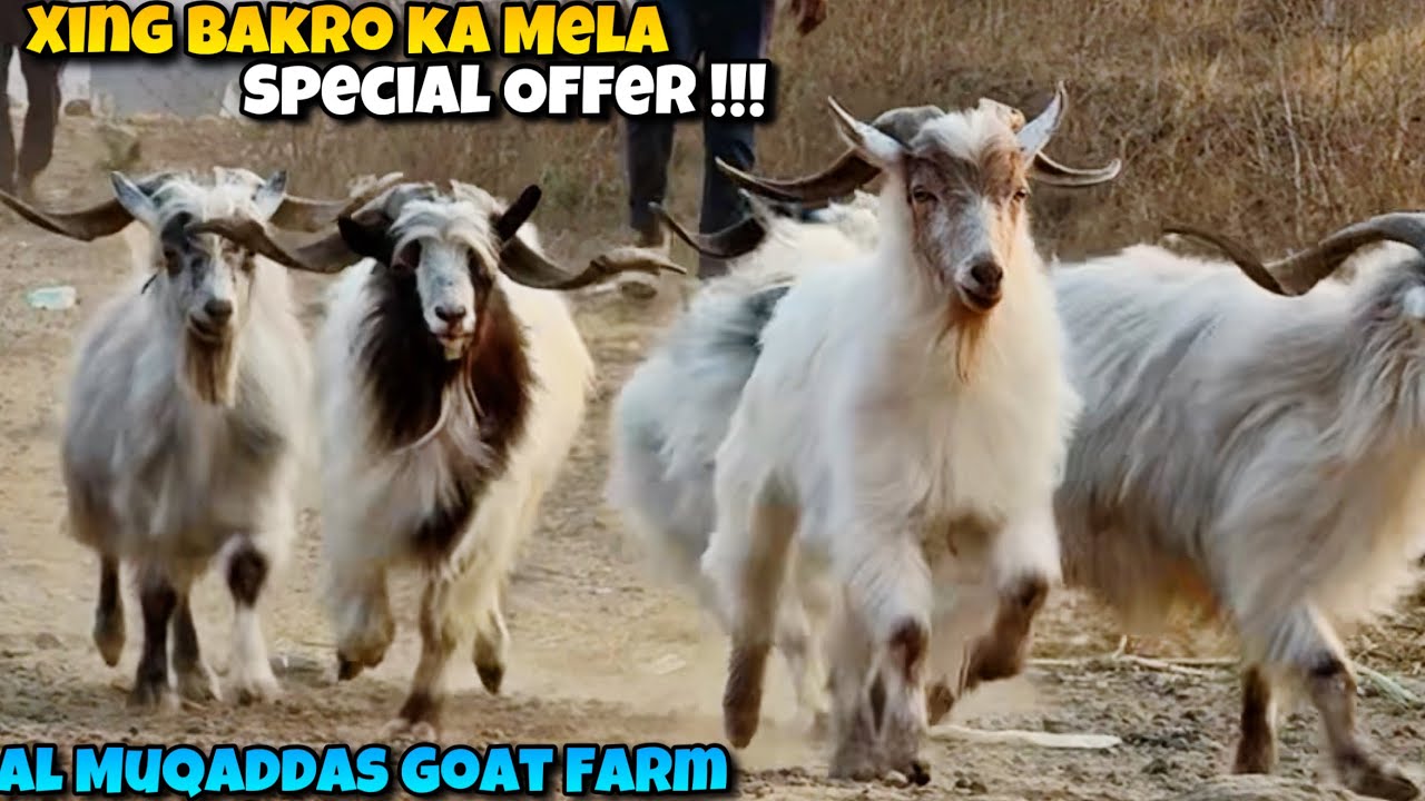 SPECIAL OFFER !!! XING Bakro Ka MELA at AL MUQADDAS Goat Farm PUNE