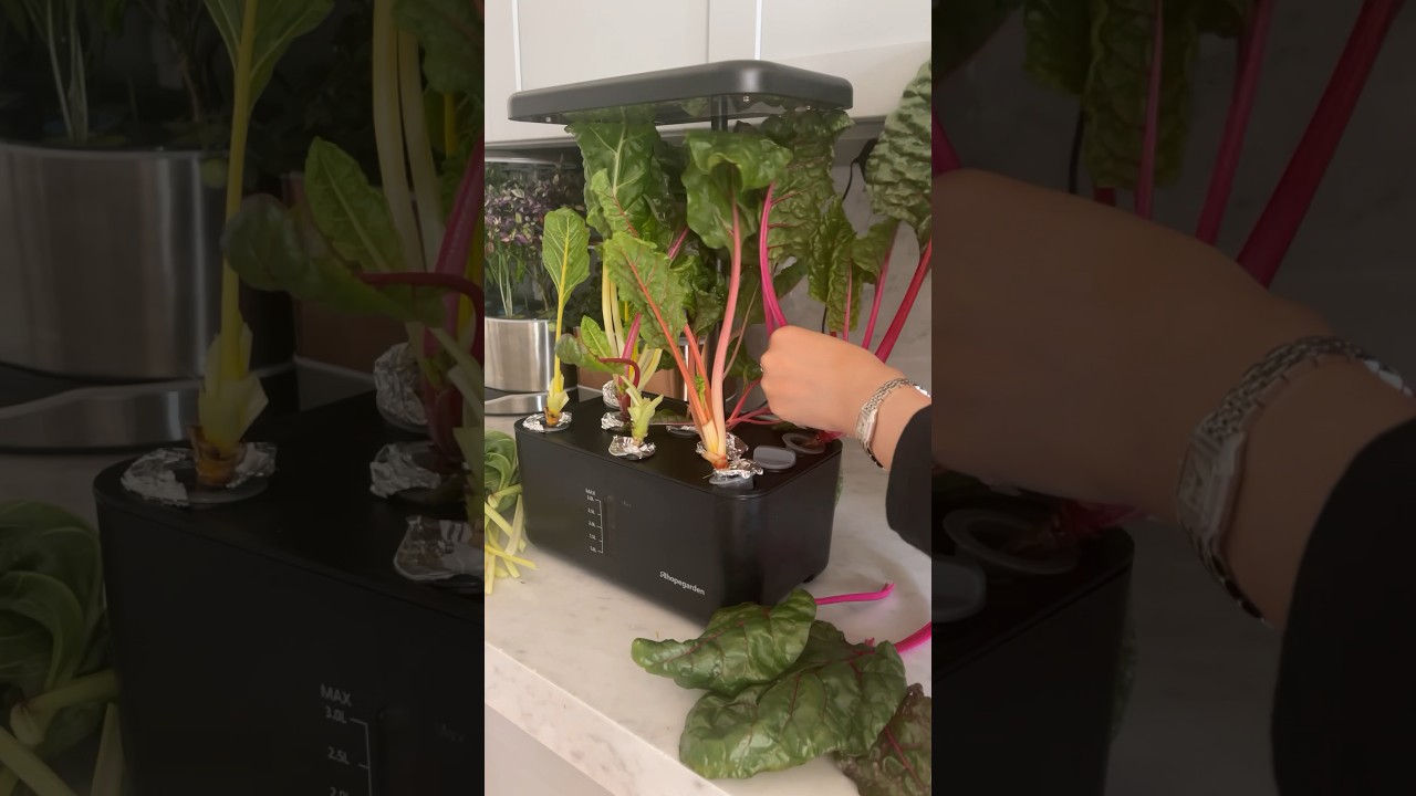 How to harvest swiss chard 🌈 #indoorgardening #hydroponics #swisschard