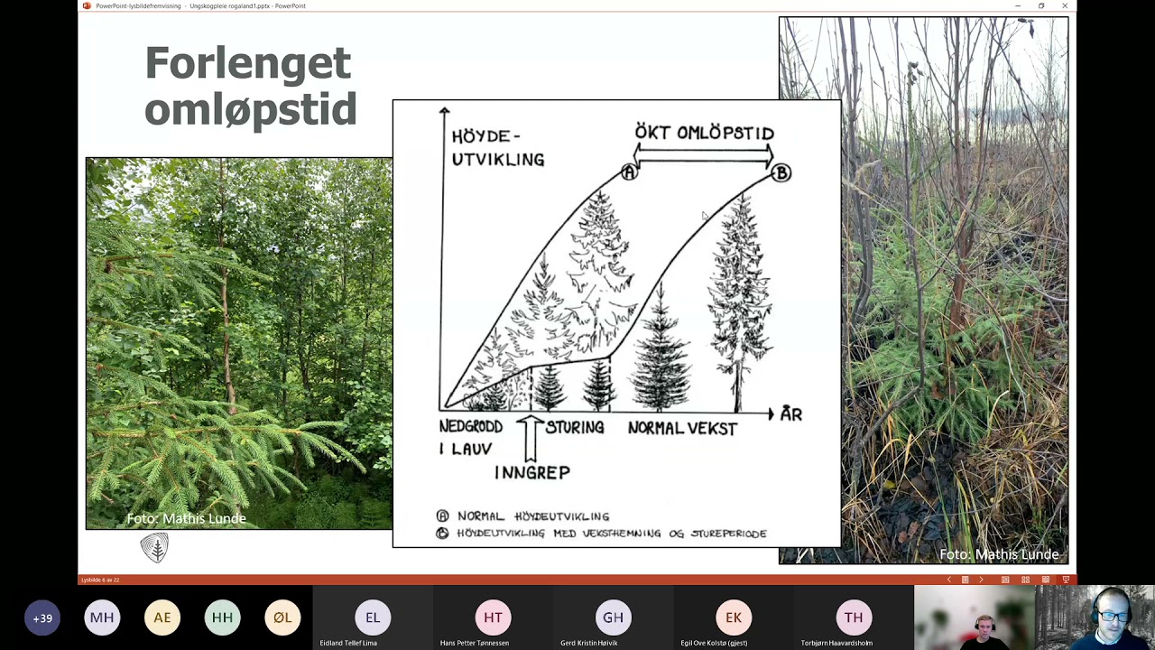 Webinar for skogeigarar: Ungskogpleie – kvifor og korleis