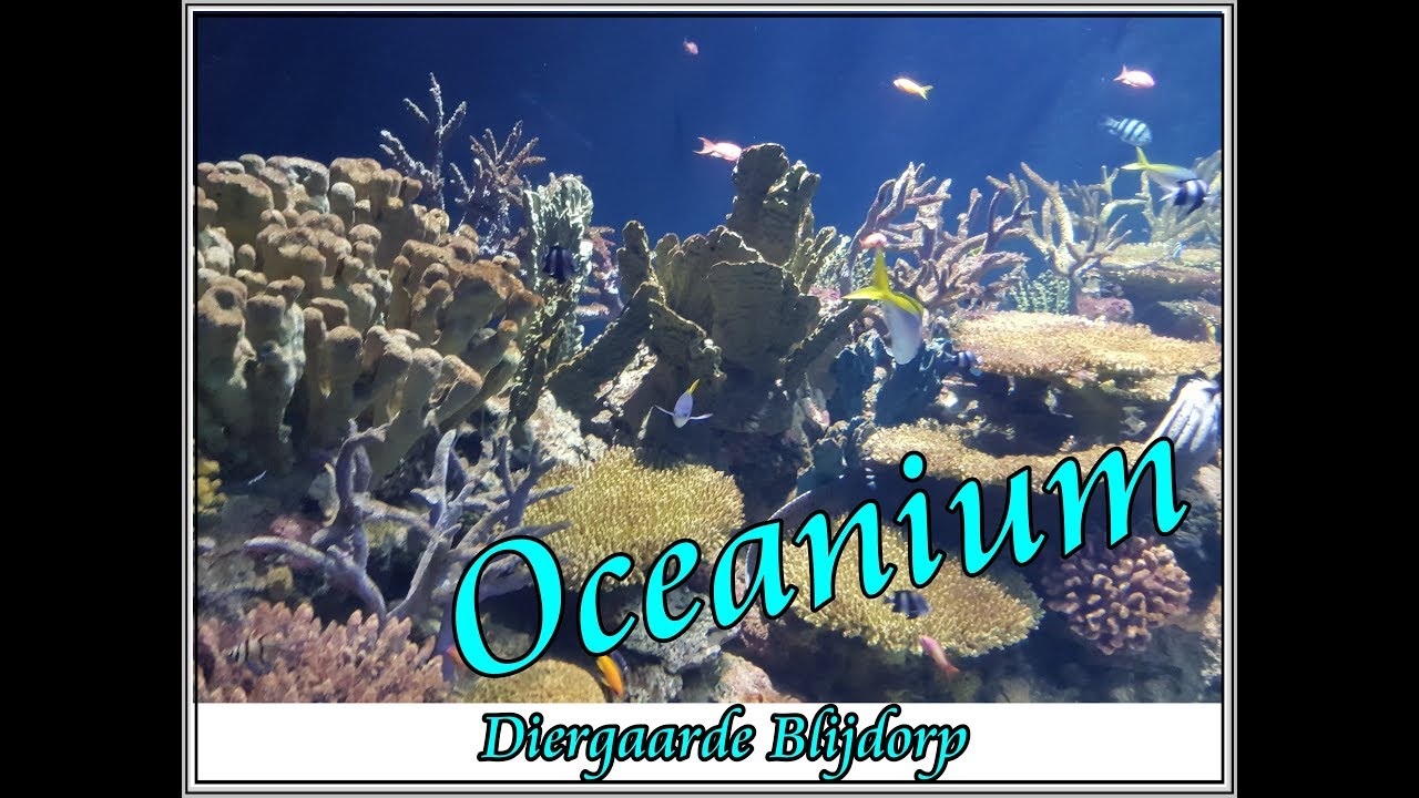 Dagje Blijdorp | Deel 1 Oceanium #Priyaswereld