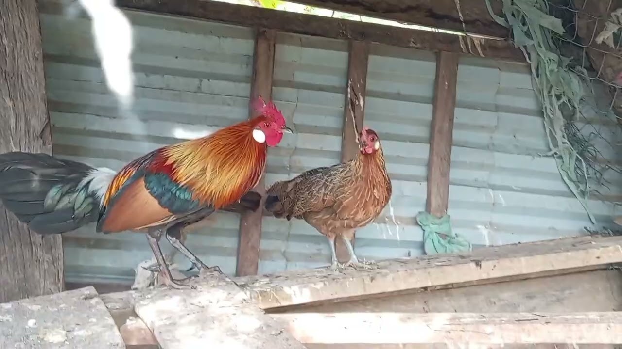 ไก่ป่าเขดพากใต้