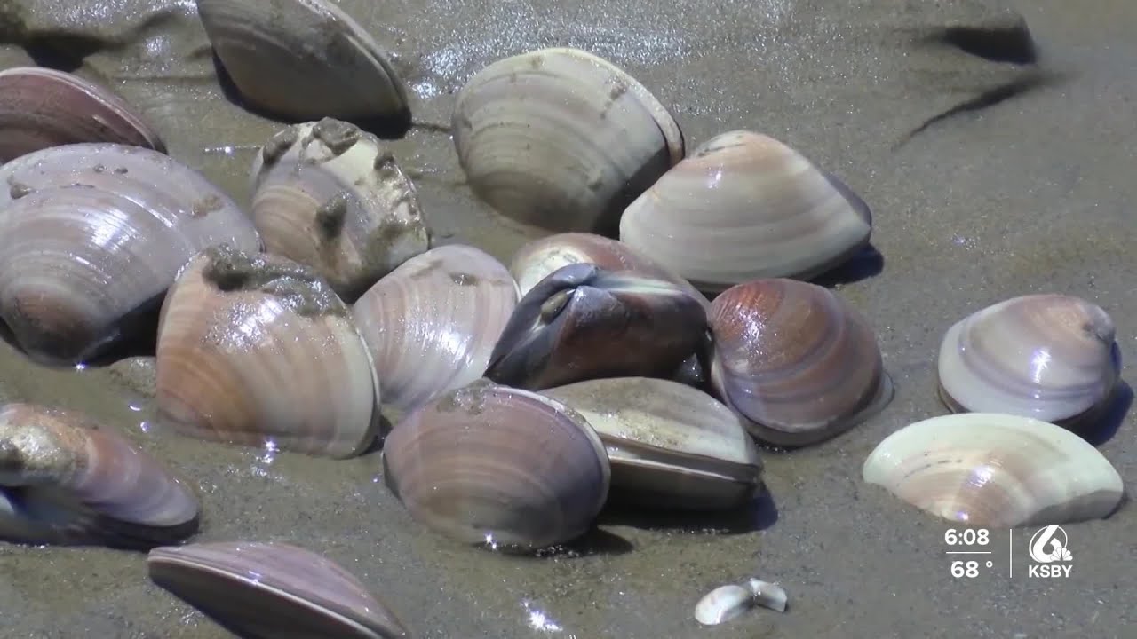 Rules are in place to protect Pismo Beach clams: Here's what you need to know