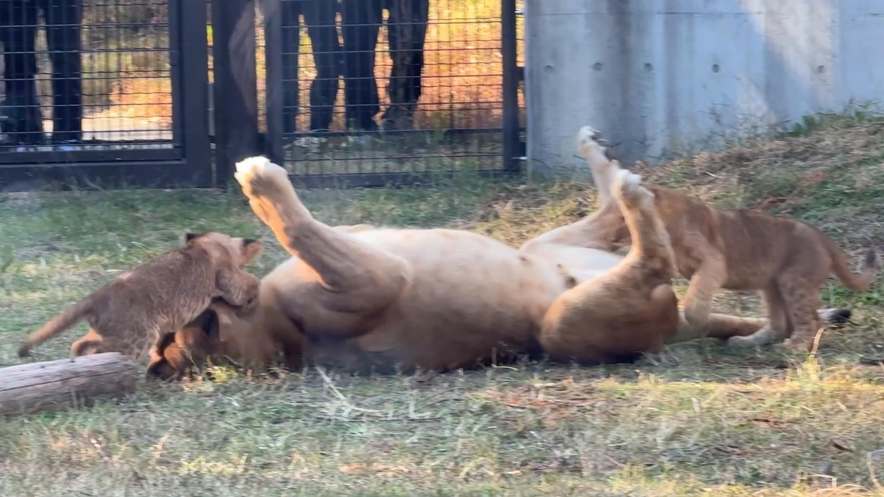 番外編 へそ天ママに突進仔ライオン【番外編】【豊橋総合動植物公園のんほいパーク】ライオン