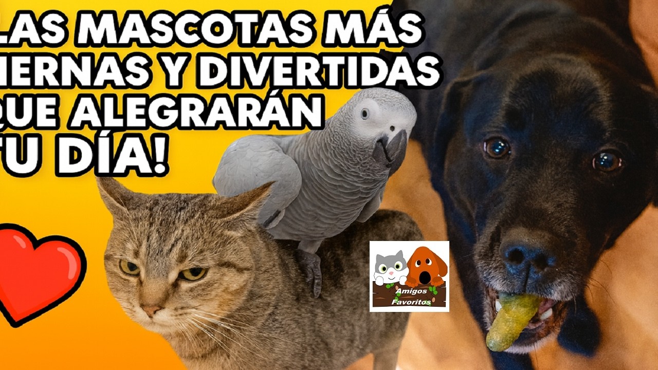 ¡Las mascotas más tiernas y divertidas que alegrarán tu día!
