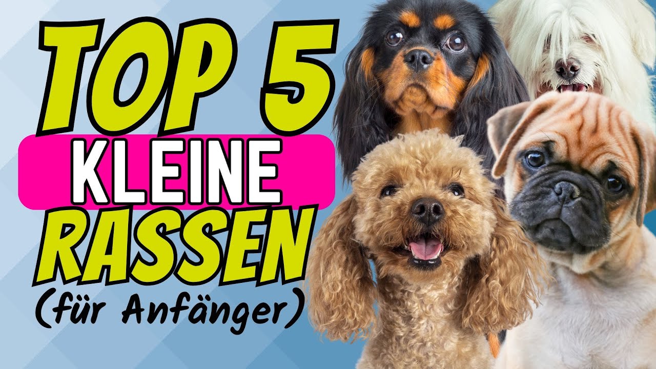 Top 5 kleine Hunderassen f&uuml;r Anf&auml;nger 🐶