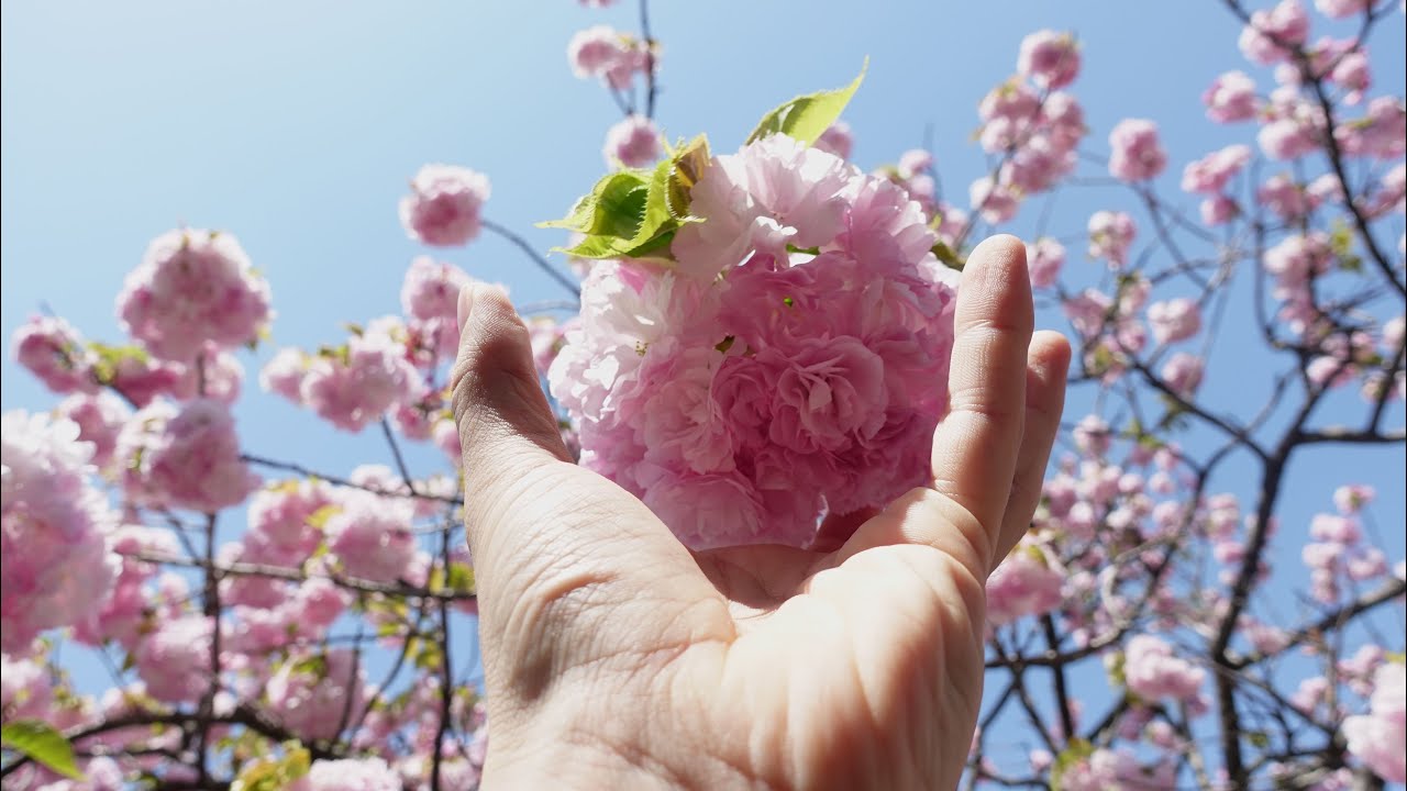広島市内で桜を見るなら一般公開「花のまわりみち」造幣局広島支局の桜（広島県広島市）散っている桜もあるから急いだ方が良いぞ。