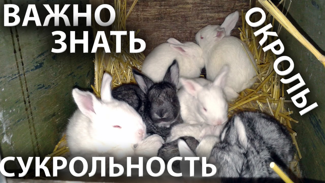 Сукрольность  / беременность крольчихи и успешные роды / окролы кроликов.