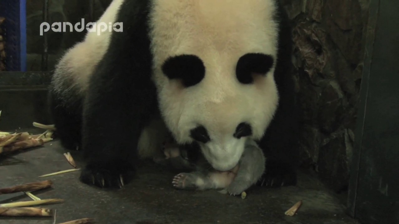 Panda mum helps to clean her baby