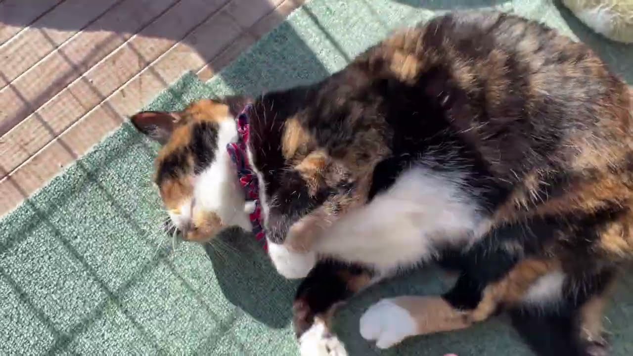 【保護猫1655日目  今日もごろ寝子猫