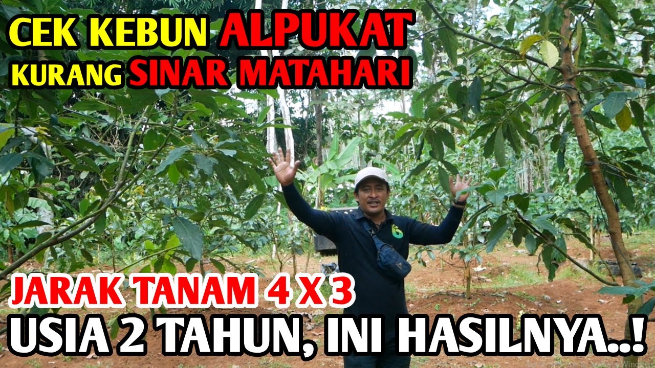 Pohon Alpukat Tumbuh Besar Tapi Belum Siap Berbuah | Kebun Alpukat Salatiga Jarak Tanam Repat 3x4