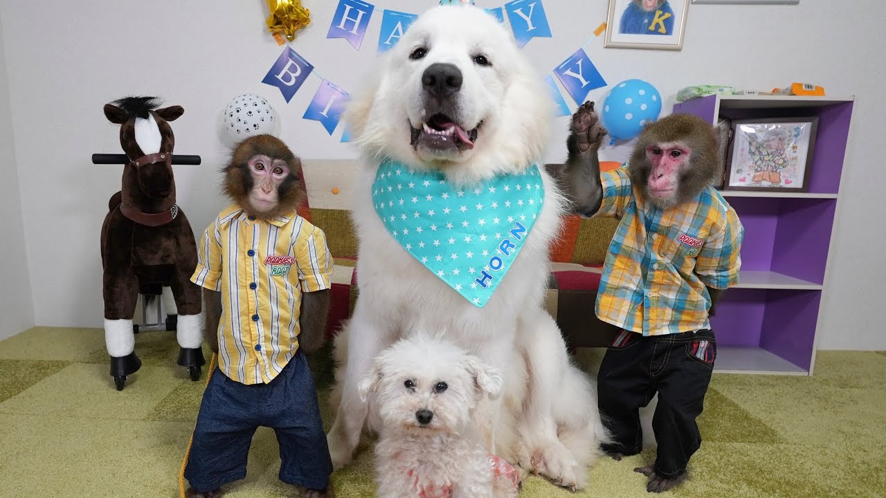 【神戸牛】高級肉が一瞬にして消えたグレートピレニーズの誕生日パーティー
