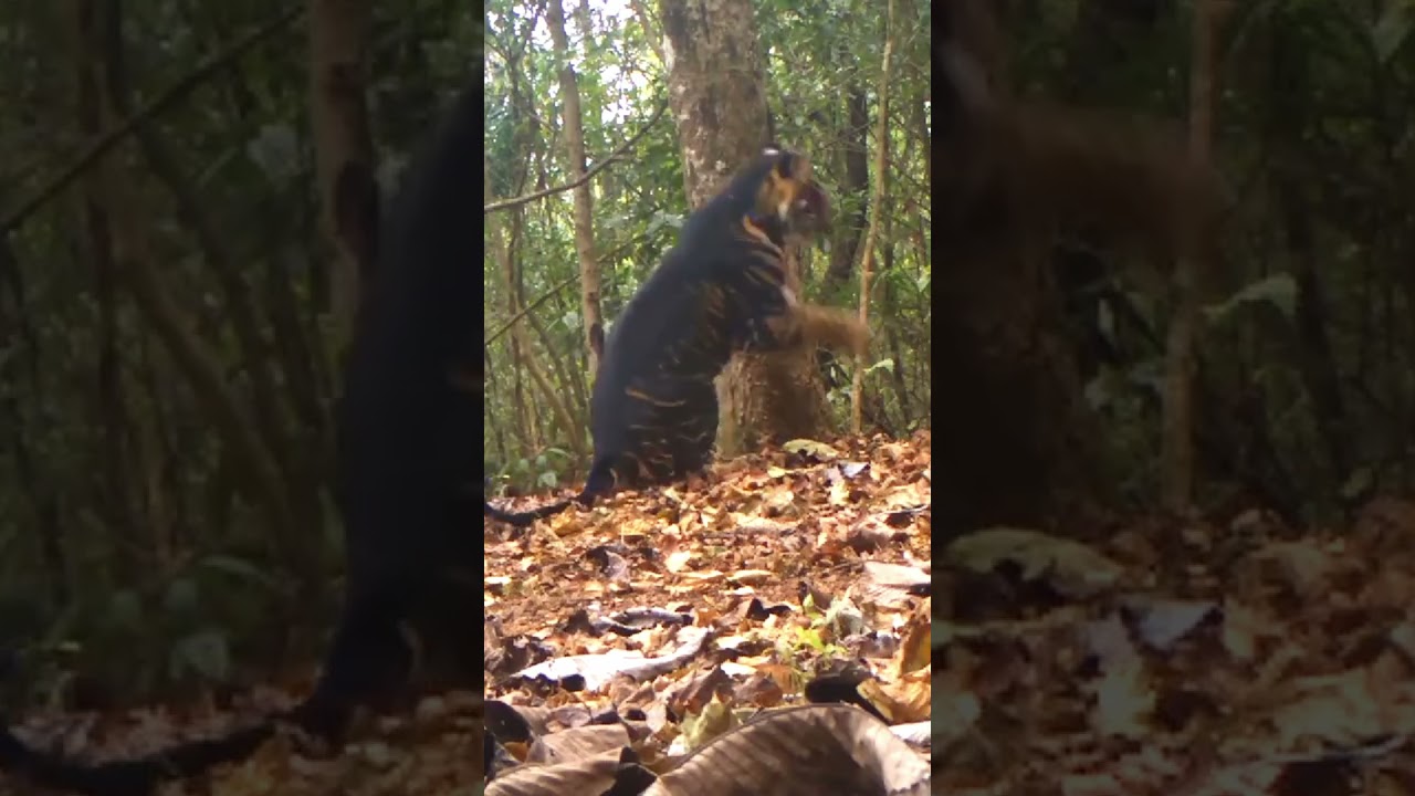 Rare Footage Of A Black Tiger 