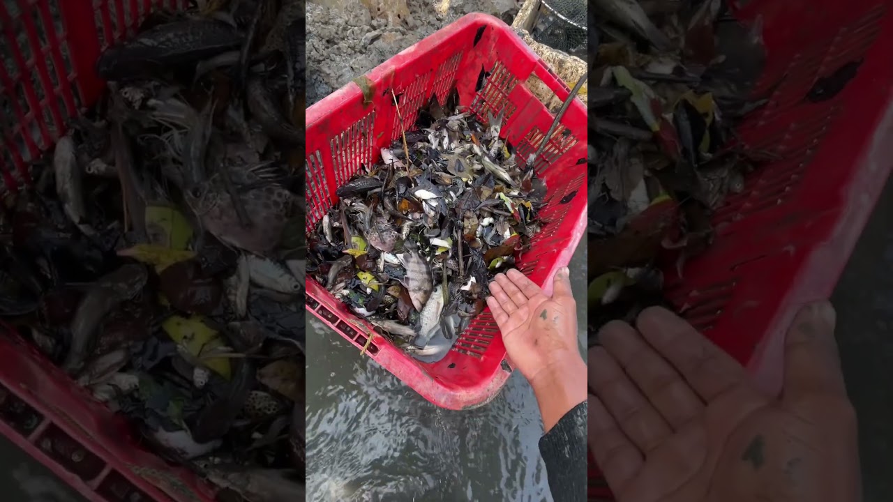menangkap ikan dan angkat jebakan ikan saat air sungai surut