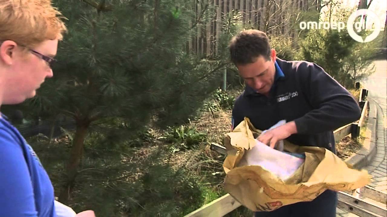 Vrouw met verstandelijke beperking maakt vogelhuisje voor Burgers' Zoo