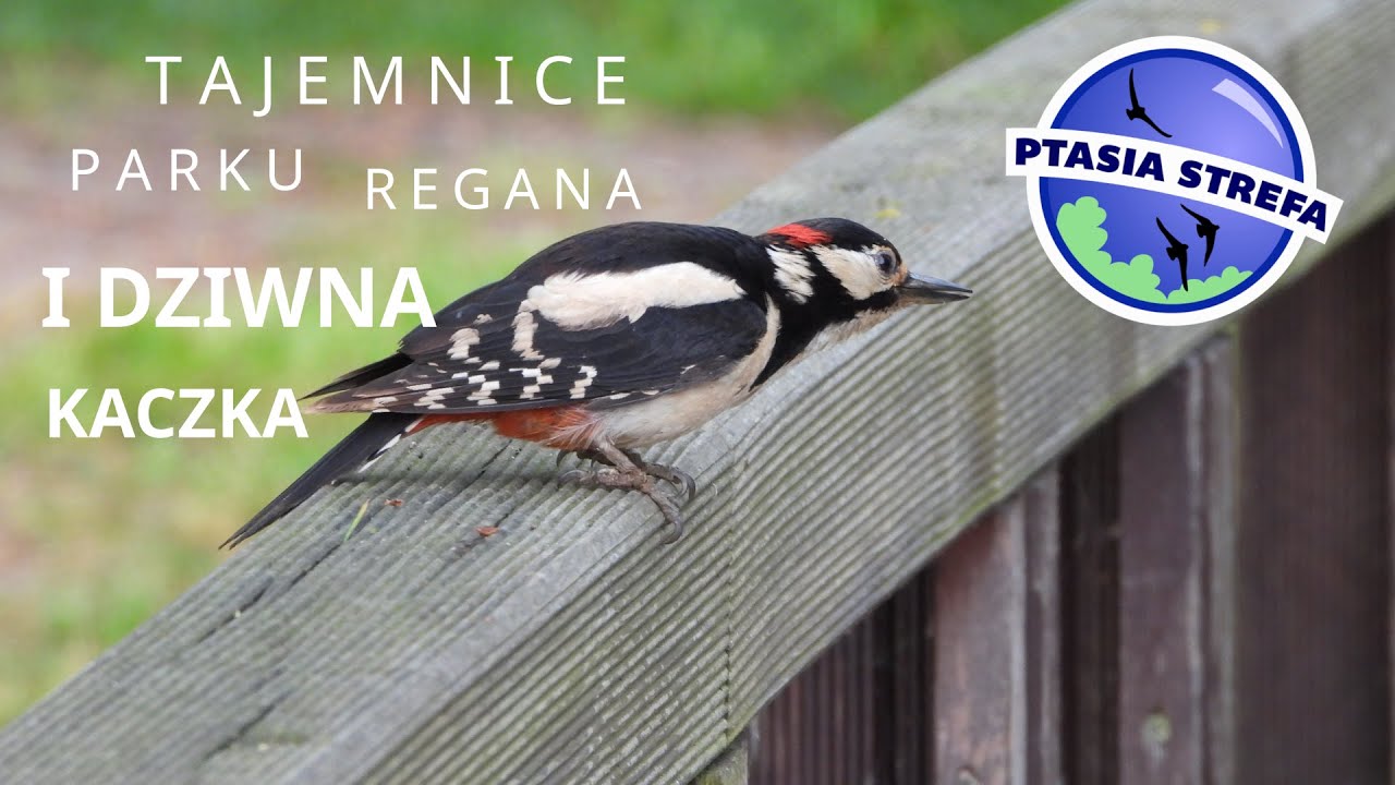 Co piszczy w Parku Reagana ?