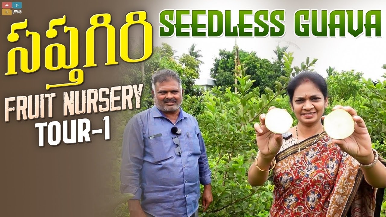 Sapthagiri Fruit Nursery Tour-1 | కొత్త రకాల పళ్ళ మొక్కలు చూసాను ఇక్కడ | Mad Gardener