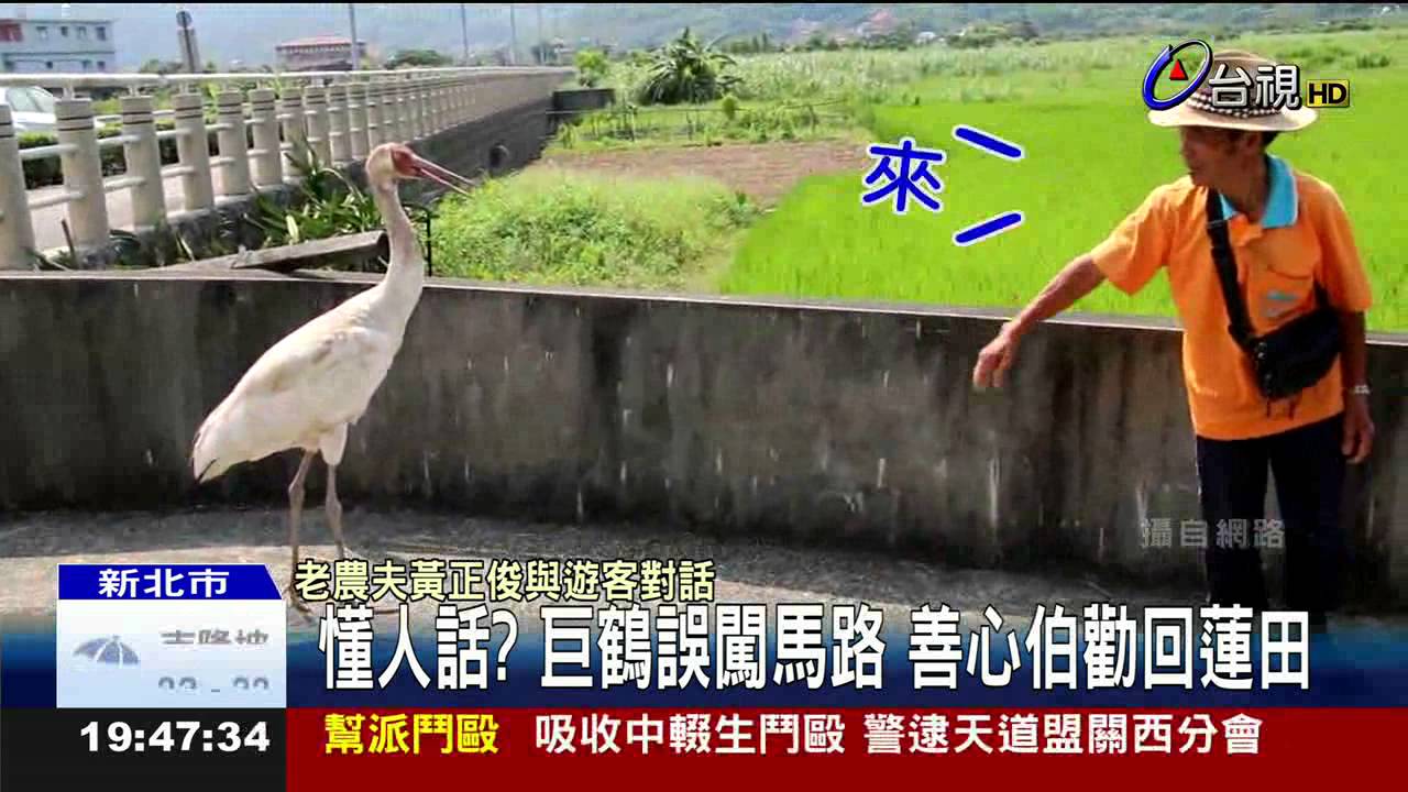 懂人話?巨鶴誤闖馬路善心伯勸回蓮田