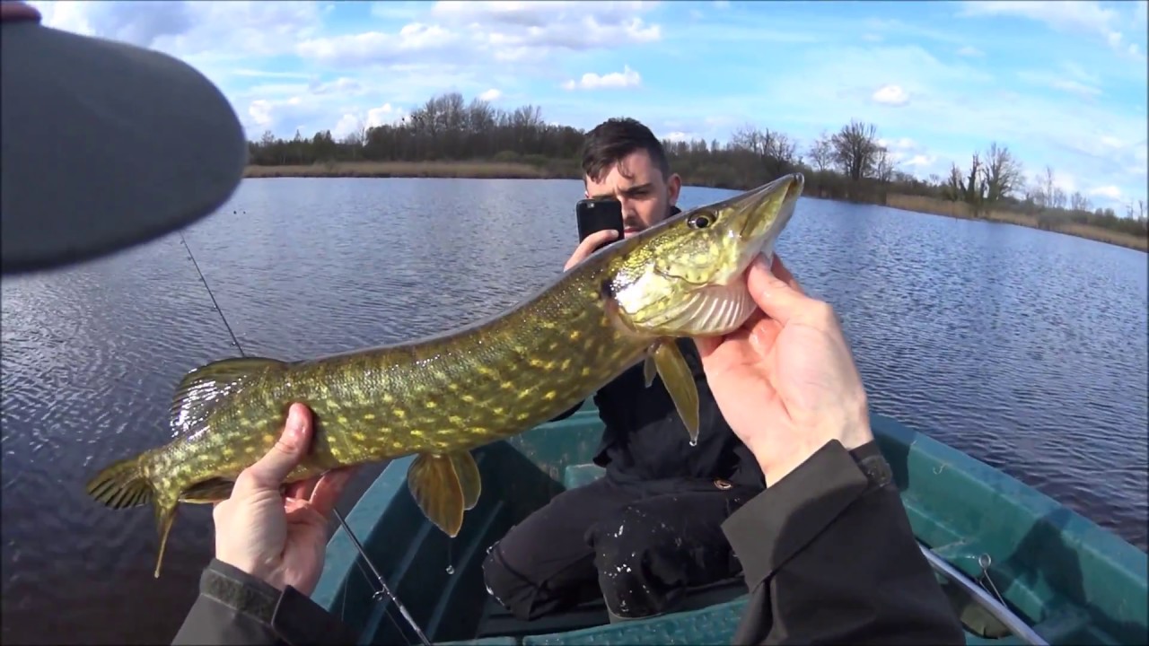 Pêche aux leurres n°33 - Brochets/perches (4play swim & jerk/cannibal shad/Blue Fox vibrax)