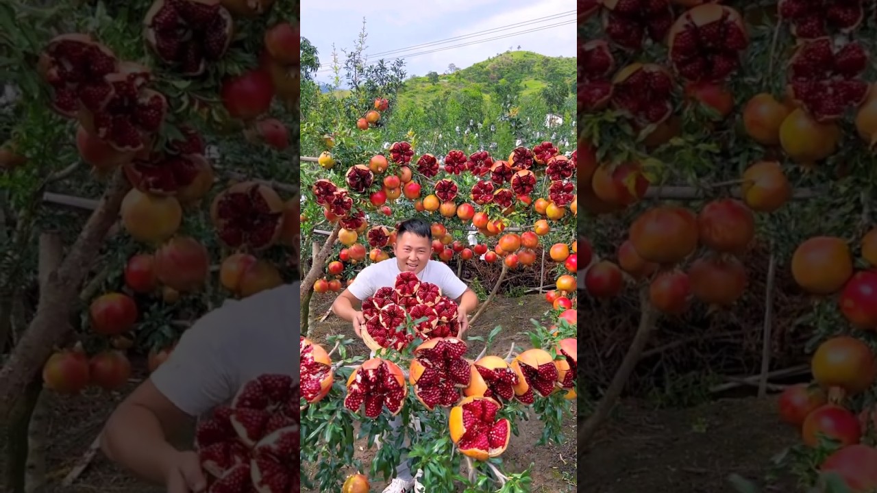Harvesting Heaven: Fruits from the Tree🍉🍓🍎🍒#fruit #nature #garden #gardening #vegetables