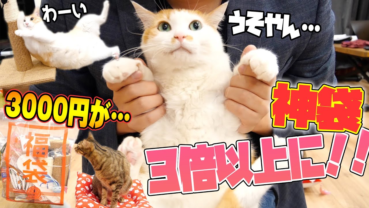 猫用の福袋の中身が超当たりすぎて猫たちも大興奮！！！