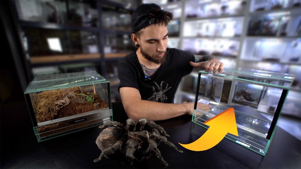 Nowe terrarium dla czarnej 😍 Grammostola pulchra