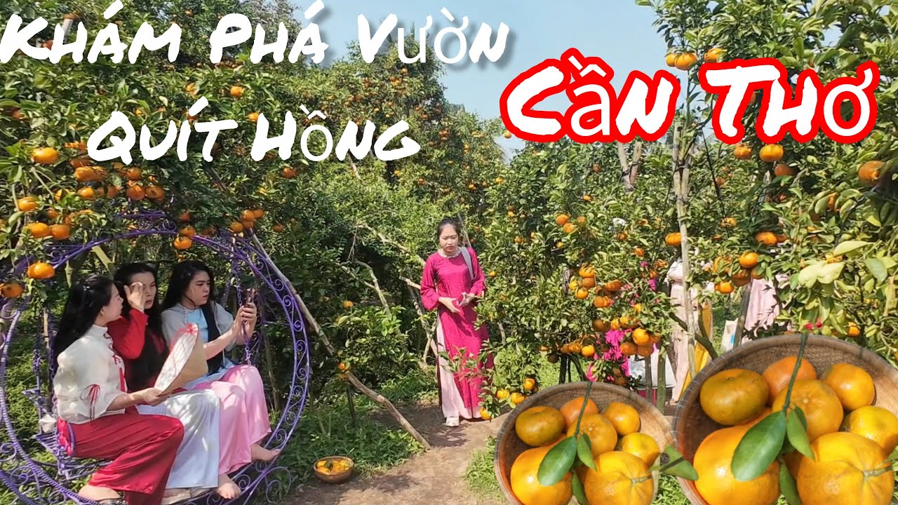 Khám Phá Vườn Quít Hồng _Chú Ba Nuôi Ở Cần Thơ Thật Là Đẹp.
