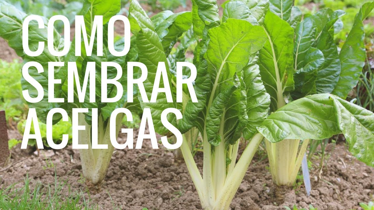 Como Sembrar ACELGAS En MACETA 2025//CULTIVO DE ACELGAS //PLANTAR ACELGAS